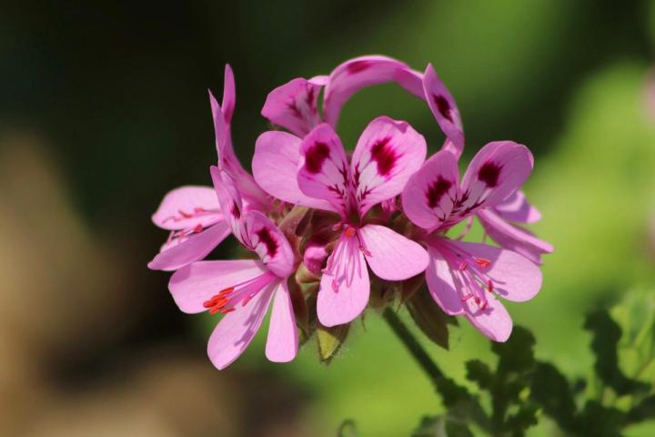 rose geranium Pixaby photo