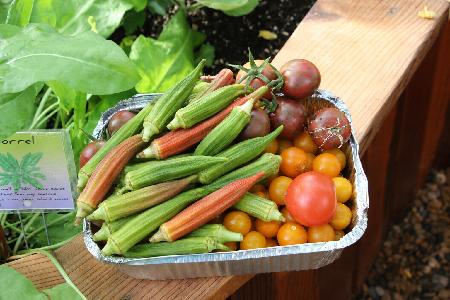 okra and tomatoes harvested in an aluminum container sitting on the side of a raised garden bed