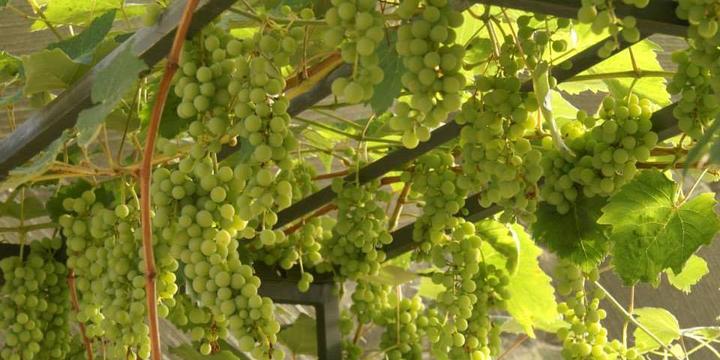 Grapes in Ignacio Colorado Greenhouse