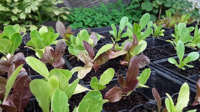 green and red lettuce starts in a tray