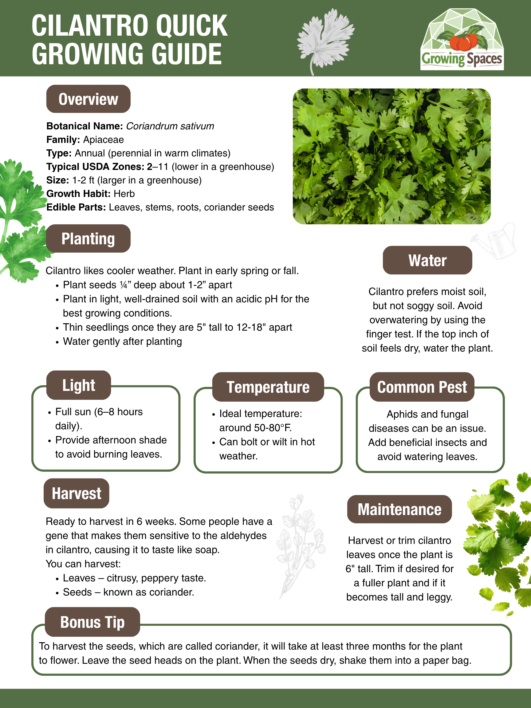 Cilantro Growing Guide image