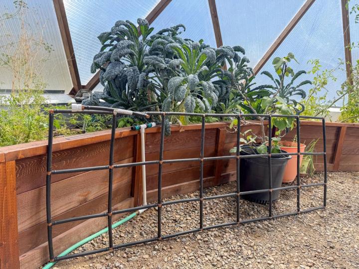 Simple greenhouse automation irrigation tube kit with hose connection resting on a raised bed with kale plants