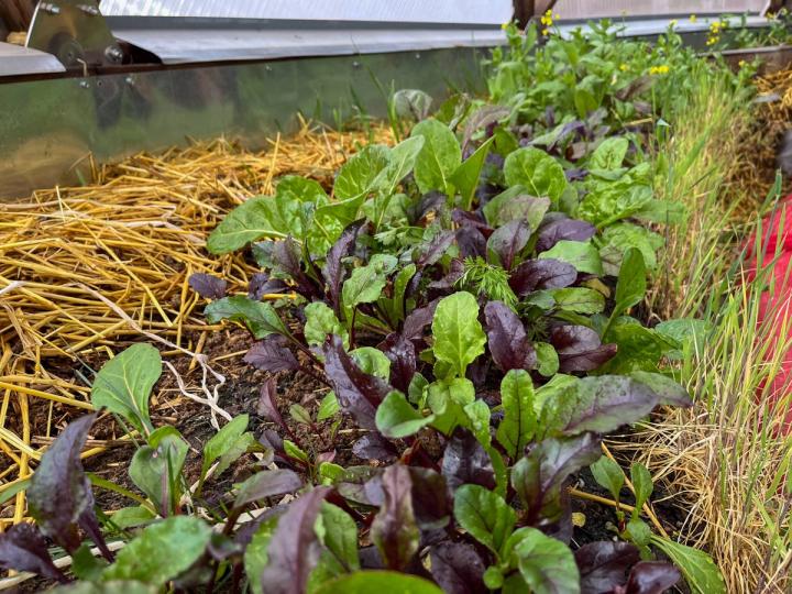Mixed greens in a straw bale garden