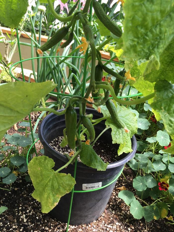 Spring Cucumbers