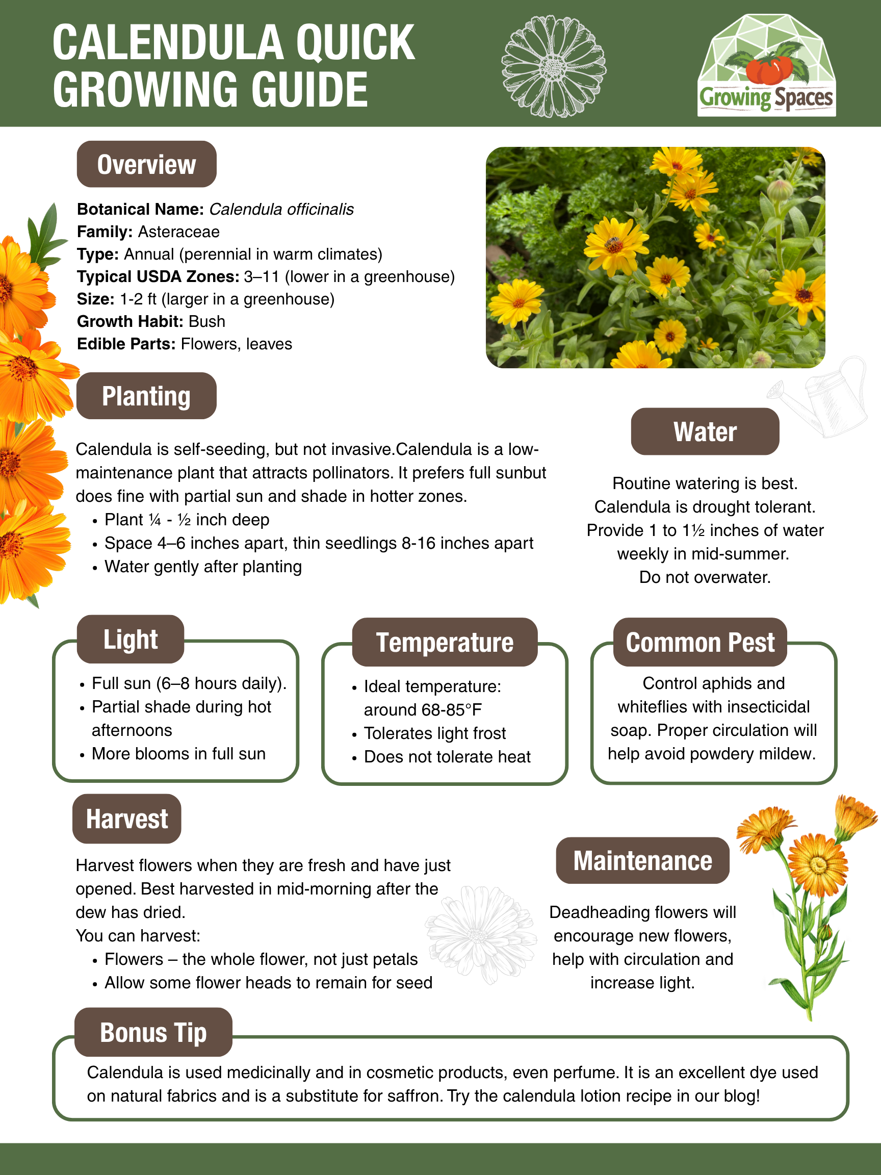 Calendula Growing Guide image