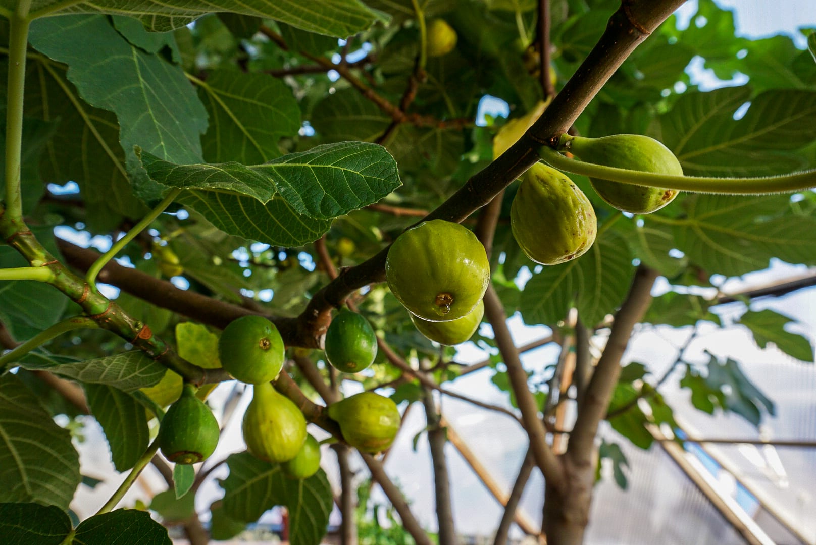 Fig image
