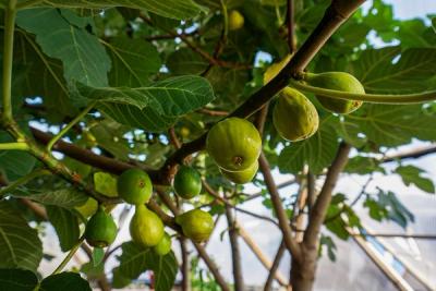 green figs growing on a tree in a geodesic dome greenhouse