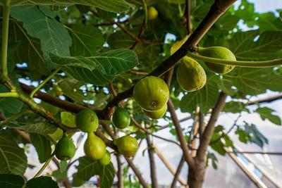 Fig image