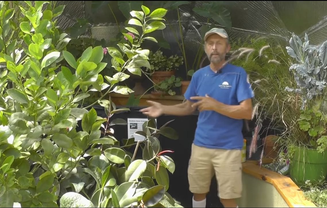 gardener demonstrating greenhouse growing