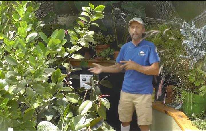 gardener demonstrating greenhouse growing