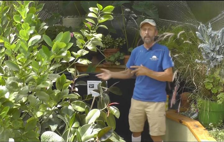 gardener demonstrating greenhouse growing