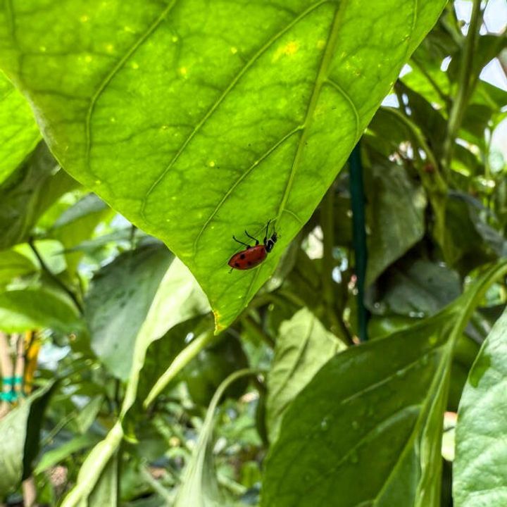 Red ladybug on a pepper leaf