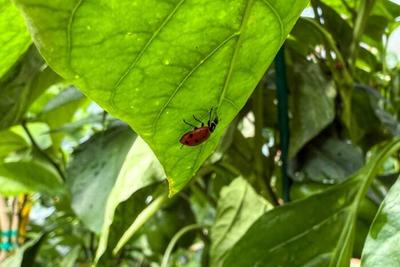 Beneficial Insects image
