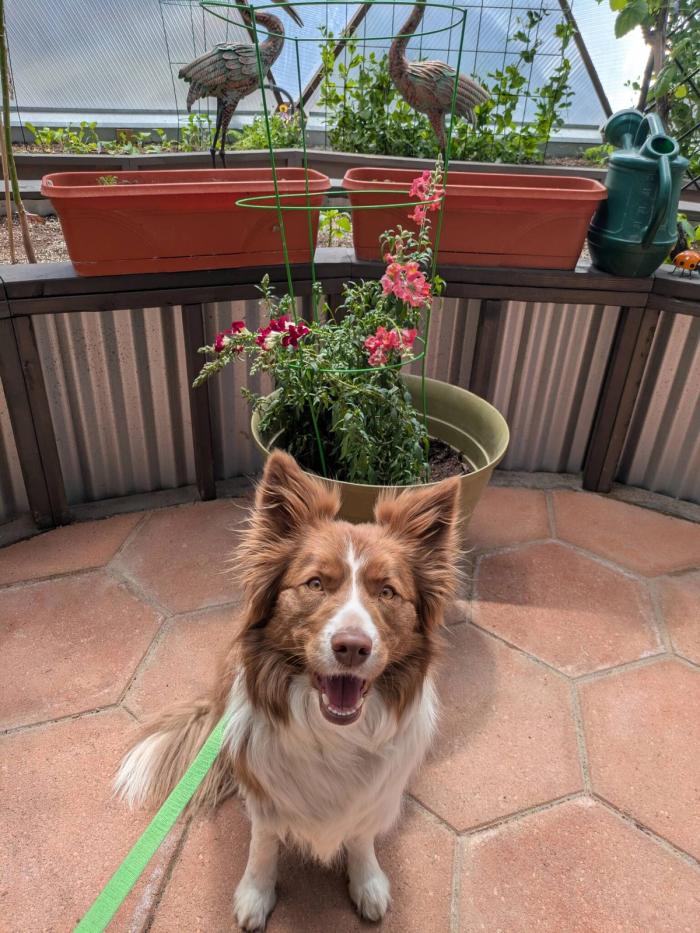 sanpdragons and Maple the red border collie posing in front of them inside our 33' grow dome