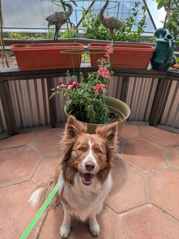 Maple’s puppy nickname was Red Snapper…beware the snapdragon jaws!