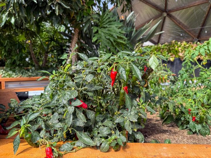 Bright red peppers in a raised garden bed within a Growing Dome greenhouse.