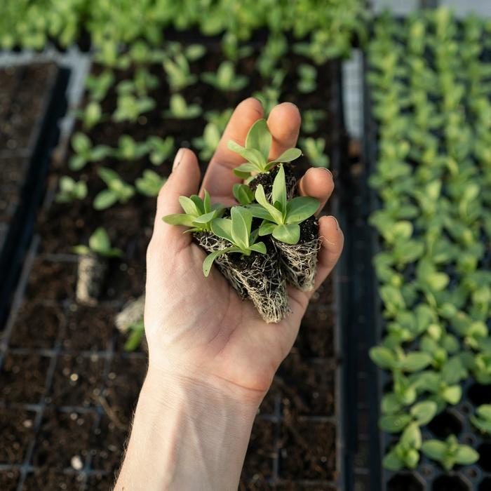 A hand holding soil and a plant