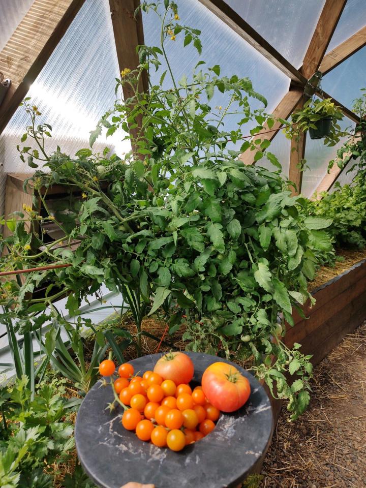 harvesting tomatoes for fresh salsa