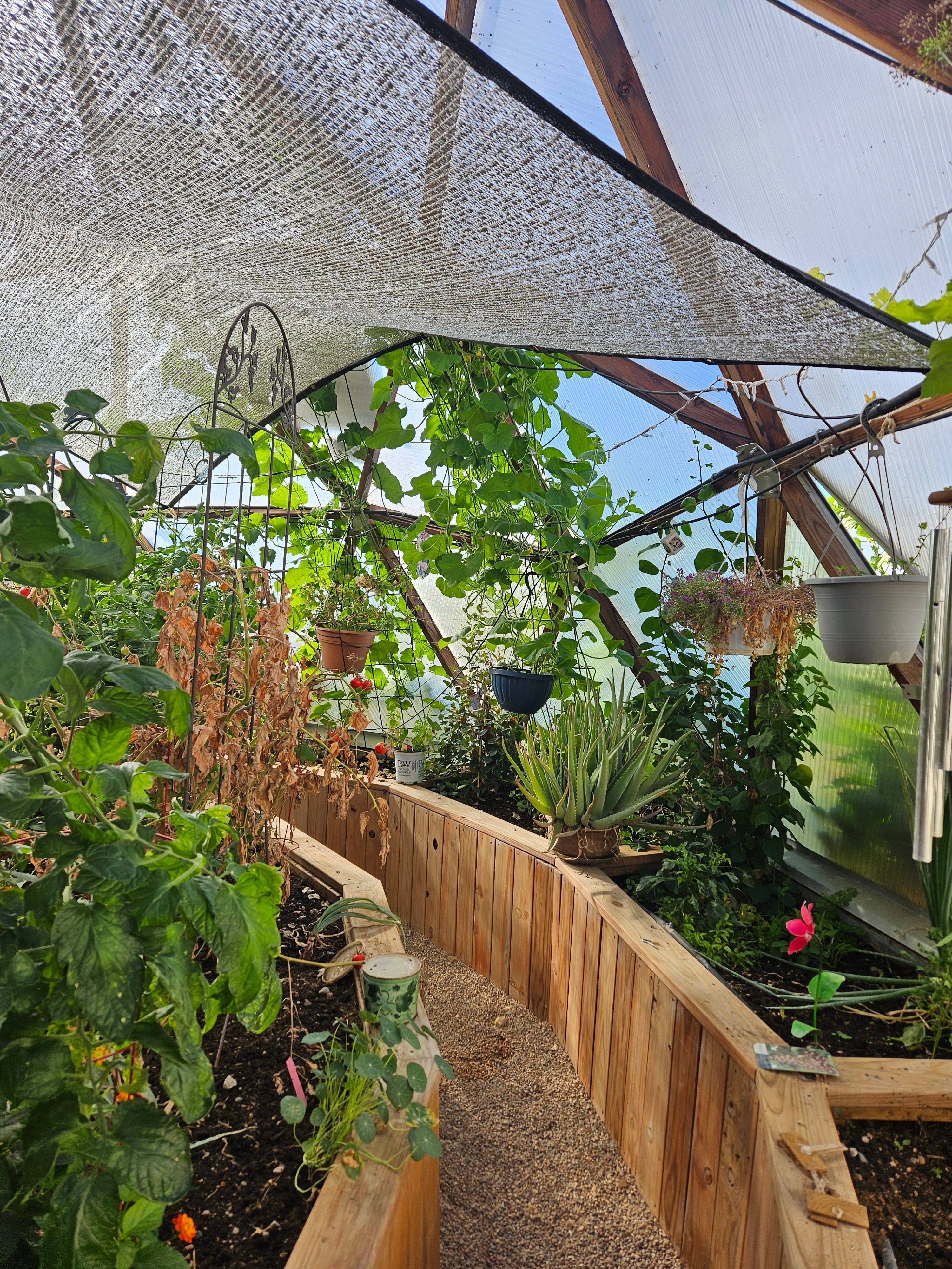 Janet's dome garden with shade cloth over walkway between beds and vines growing