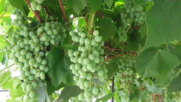 Grapevine in a dome greenhouse