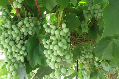 Grapes image
