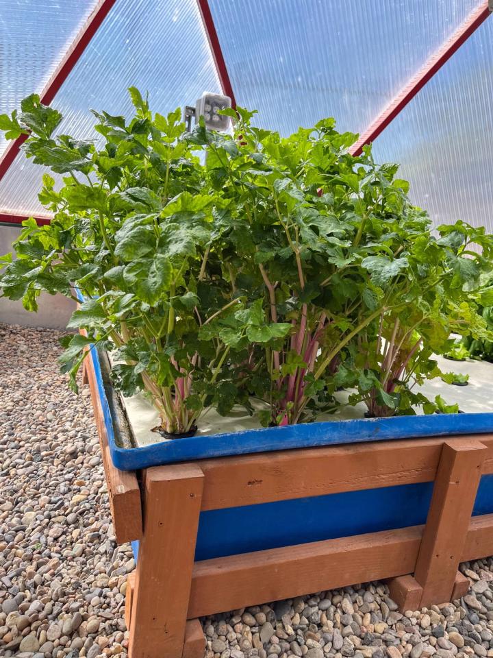 Pink celery growing in a raft aquaponics system