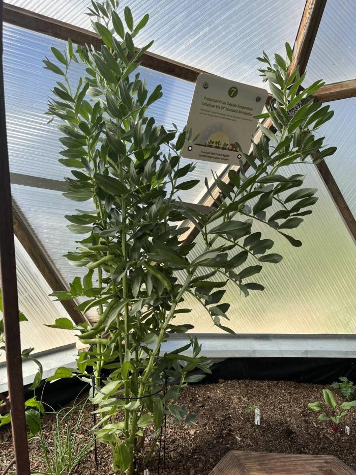 growing fava beans in a greenhouse