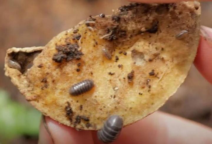 piece of a potato used as Roly Poly Bug Trap