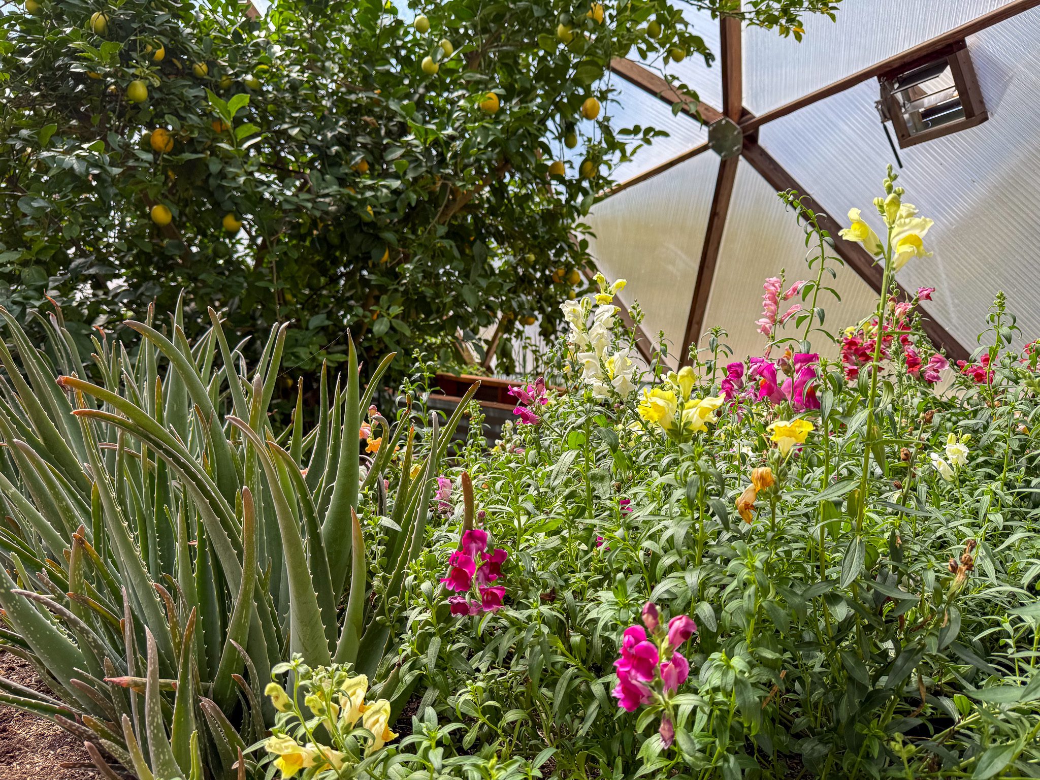 snap dragons lemons and aloe growing together in a geodome greenhouse