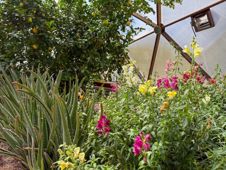 Vibrant yellow, pink, and magenta snap dragons growing next to aloe vera plants with a pollinator window and lemon tree in the background.