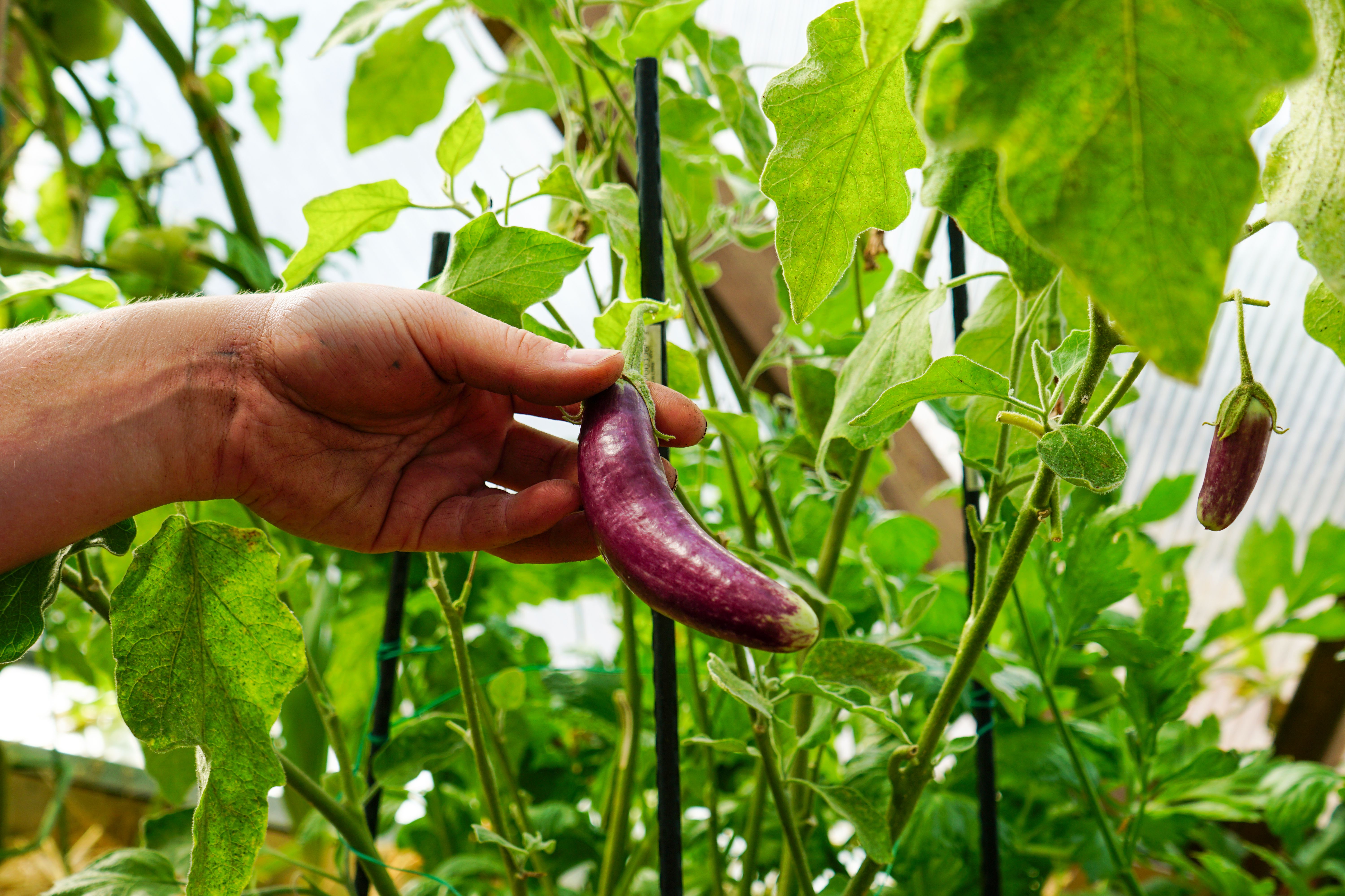 someone picking an eggplant growing in a greenhouse