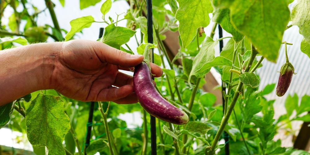 someone picking an eggplant growing in a greenhouse