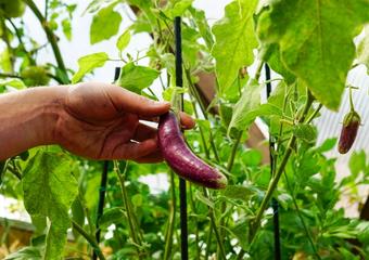 someone picking an eggplant growing in a greenhouse