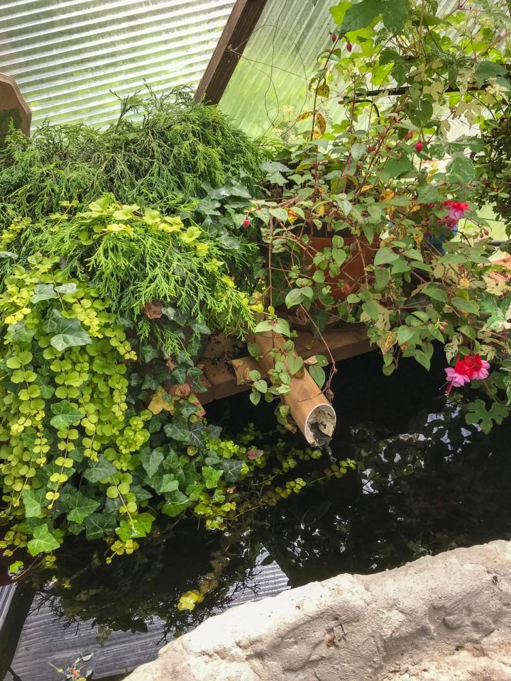Lush Koi pond