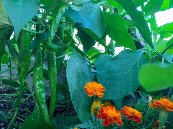 Green Chilis growing in a 15' Growing Dome greenhouse