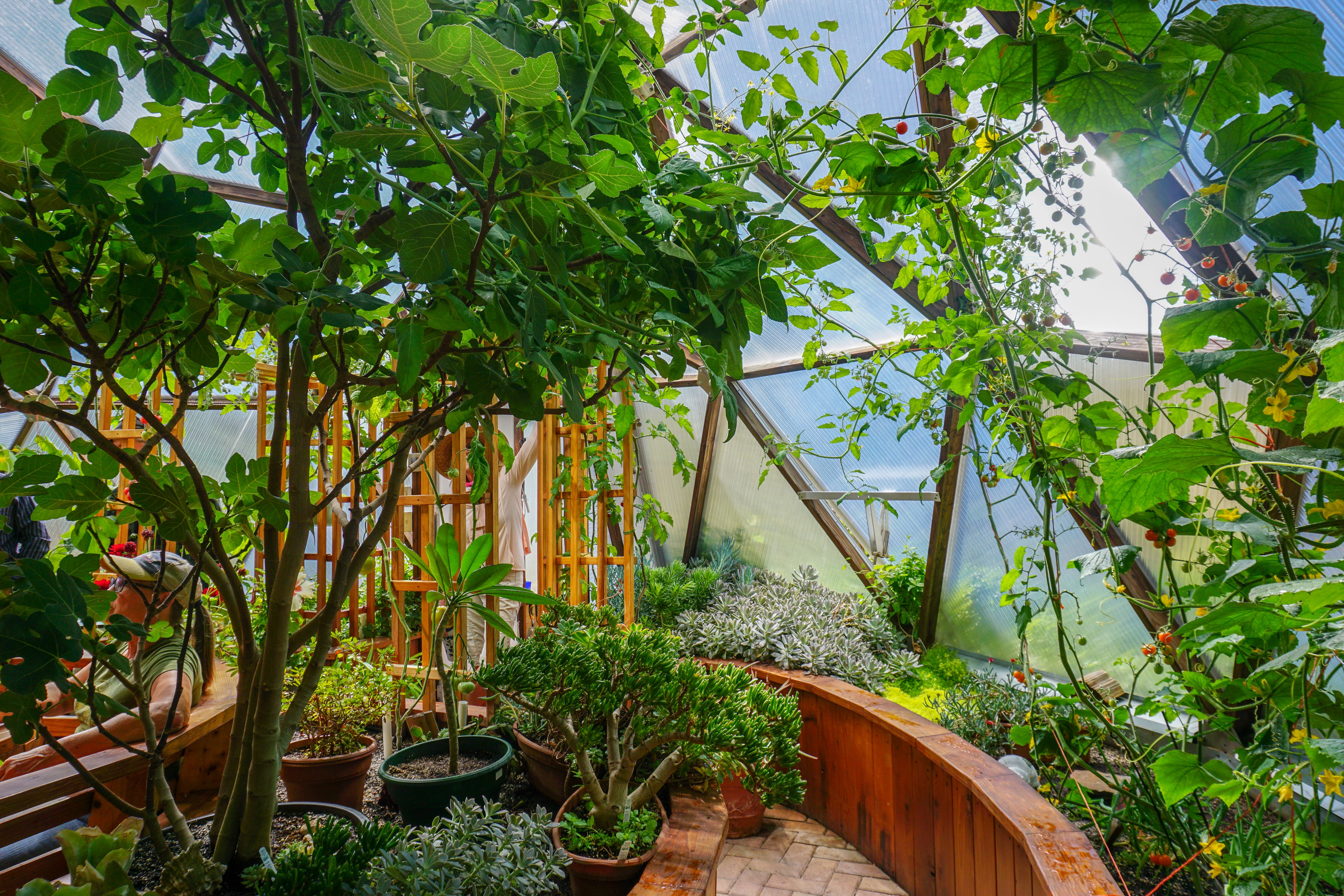 Lush greenhouse interior featuring a fig tree, pathway, tomato vines, and other plants