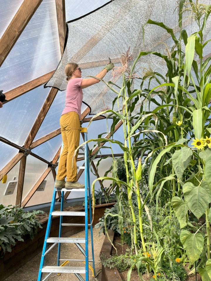 pollinating corn in a greenhouse a woman is standing on a ladder to reach the top of the cornstalks