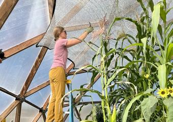 The Ultimate Guide to Growing Corn in a Greenhouse image