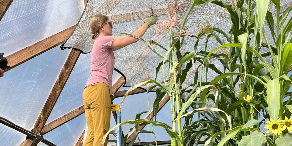 The Ultimate Guide to Growing Corn in a Greenhouse image