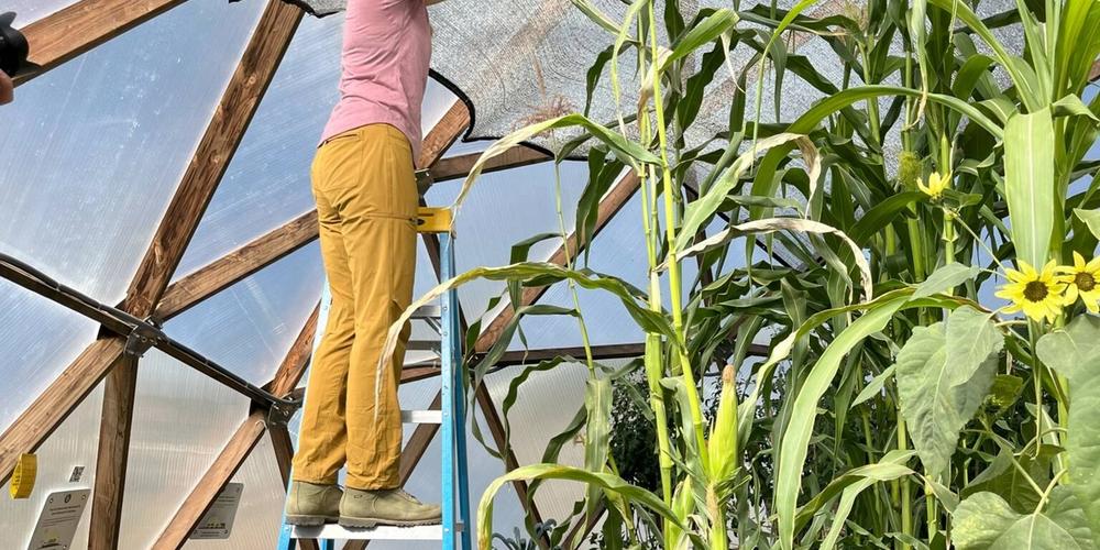 The Ultimate Guide to Growing Corn in a Greenhouse image