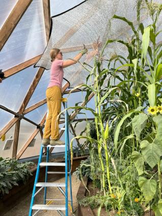 pollinating corn