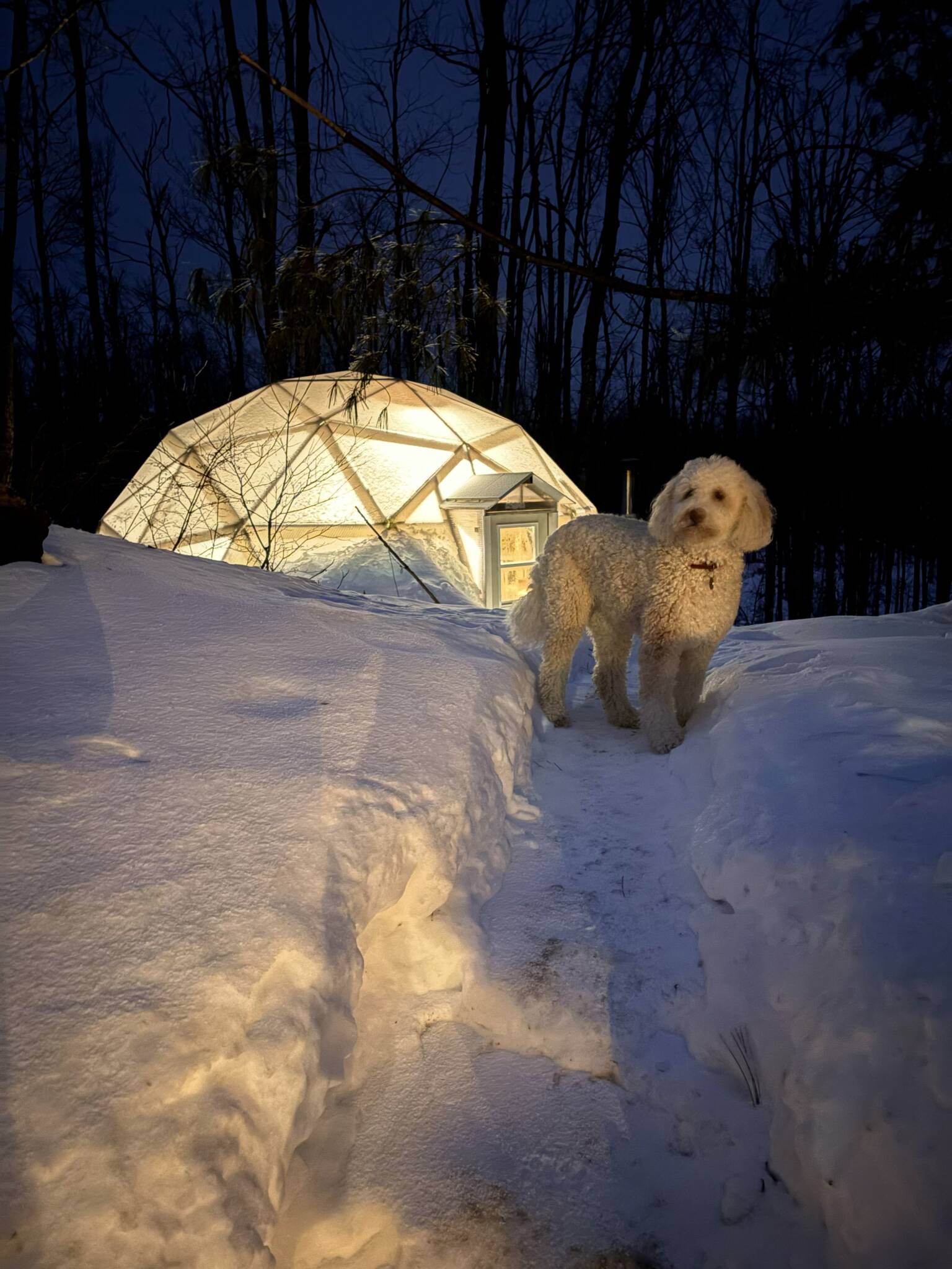 Growing Dome glowing behind a dog in deep snow in Northern Michigan