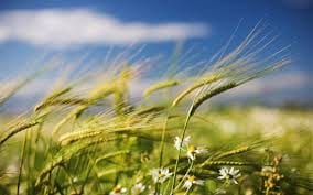 spring wind