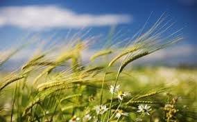 spring wind