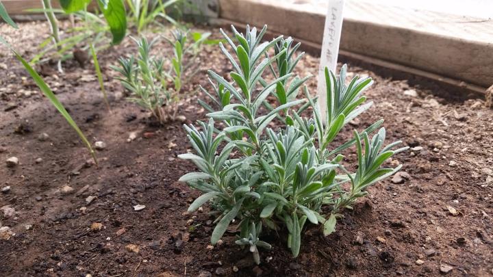young lavender plant in a dome