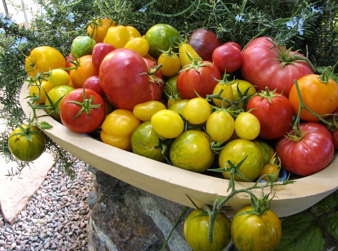Tomato image