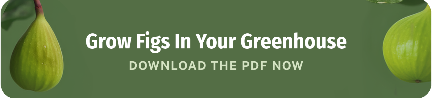 grow figs in your greenhouse download the pdf now