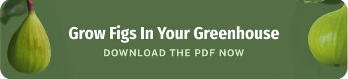 grow figs in your greenhouse download the pdf now