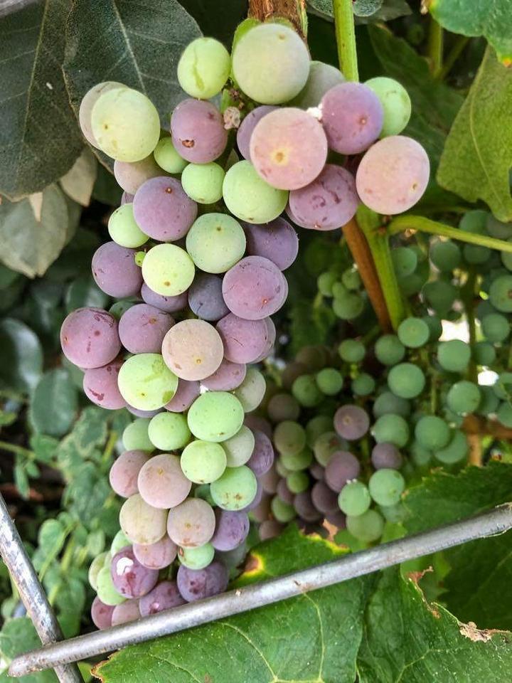 grapes growing in an off-grid greenhouse in colorado