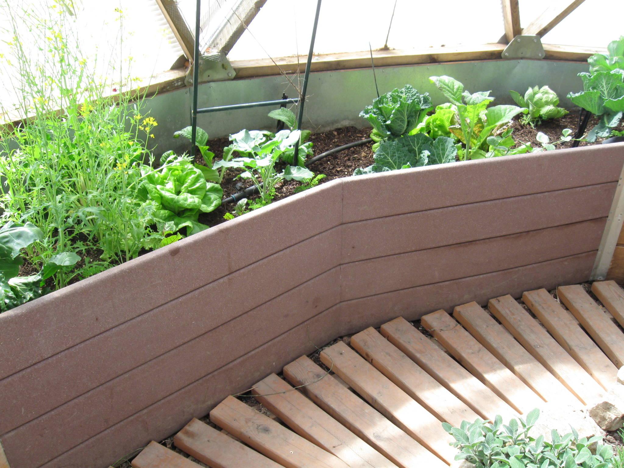 trex used as wall for raised beds inside the greenhouse